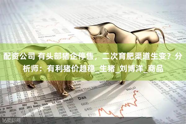 配资公司 有头部猪企停售，二次育肥渠道生变？分析师：有利猪价趋稳_生猪_刘博洋_商品